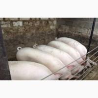 Продам свиней