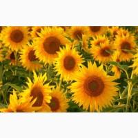 НС Х 195 (Адмирал)