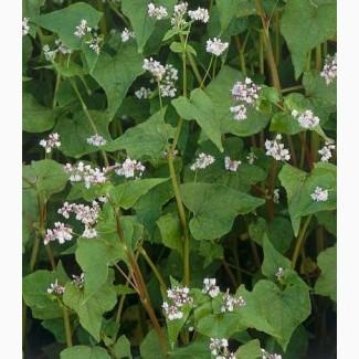 Семена гречихи Девятка