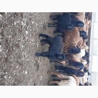 Бараны курдючные Гиссары на племя