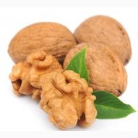 Куплю грецький горіх 2019