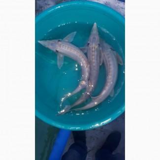 Принимаю заказы на Икру оплодотворенную, личинку, малек осетров