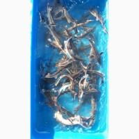 Принимаю заказы на Икру оплодотворенную, личинку, малек осетров