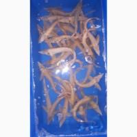 Принимаю заказы на Икру оплодотворенную, личинку, малек осетров