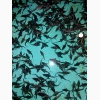 Принимаю заказы на Икру оплодотворенную, личинку, малек осетров