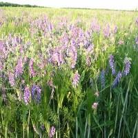 Вика яровая