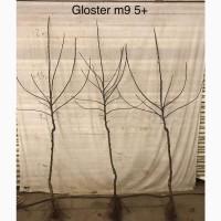 Яблуня та Груша Голандія сертефіковані