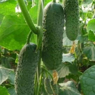Огурец тепличный оптом