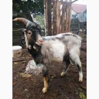 Продам козла породы Ламанча на племя