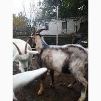 Продам козла породы Ламанча на племя
