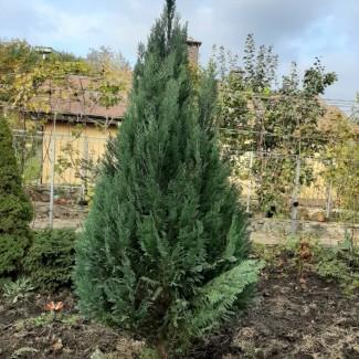 Саженцы кипарисовика Лавсона, до1мета