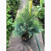 Саженцы кипарисовика Лавсона, до1мета