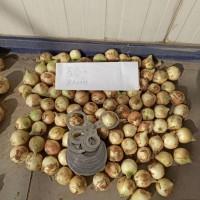 Лук молодой Узбекистан