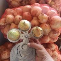 Лук молодой Узбекистан