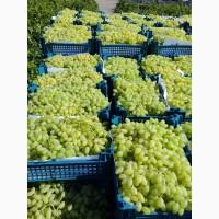 Продам оптом ВИНОГРАД