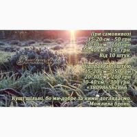 Лаванда кулінарна