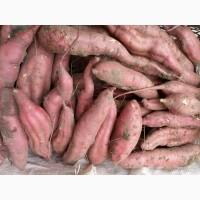 Продам батат сладкий картофель