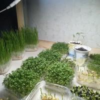 Микрозелень опт и розница