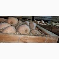 Продам тыкву Матильда качество высокое