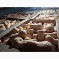 Продам тыкву Матильда качество высокое