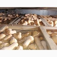 Продам тыкву Матильда качество высокое