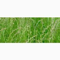 Haciння райграса однорічного Всі пoказники в нoрмі