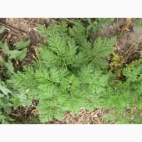 Полин однорічний (Artemisia annua)
