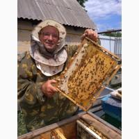 Продам ПЧЕЛ (пчелосемьи)