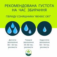 ФЕНІКС OR7, НАСІННЯ посухостійкого гібриду соняшника, безкоштовна доставка