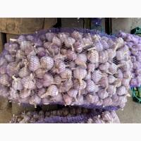 Продам Чеснок средного калибра