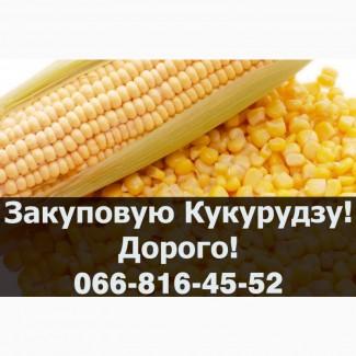 На постійній основі закуповую кукурудзу в будь якій кількості!Наявні сушка/зберігання