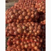 Продам цибулю в рівному