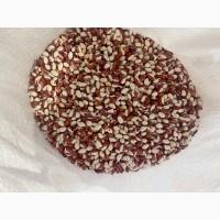 Продам Фасоль Червона шапочка