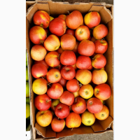 ЯБЛУКА ГУРТОМ. Айдарет, Джонаголд, голден, симеренко