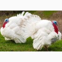 Біг 6, Бройлерний Індик, Індичата