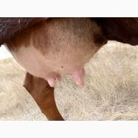 Продам коров и месячного телёнка