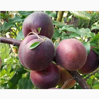 Саженцы персика и сливы