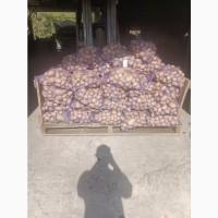 Продам картофель