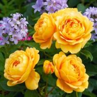 Саджанці англійських піоноподібних троянд Голден Селебрейшн