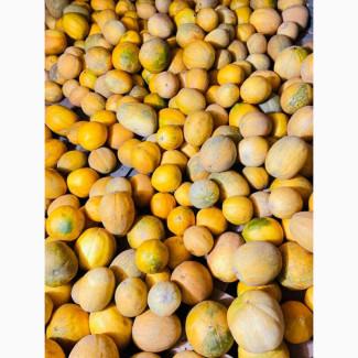 Насіння дині Берегиня, 85–92 доби, фасовка - 100 г