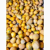 Насіння дині Берегиня, 85–92 доби, фасовка - 100 г