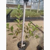 Саженцы гортензии оптом