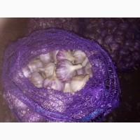 Продам часник відмінної якості