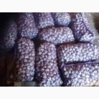 Продам часник відмінної якості