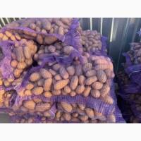 Продаж продовольчої картоплі