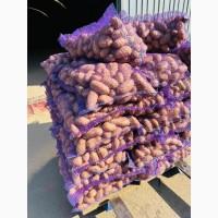 Продаж продовольчої картоплі