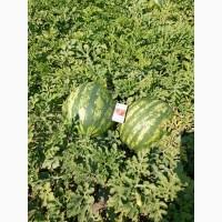 Продам кавун фарао, нун, талісман