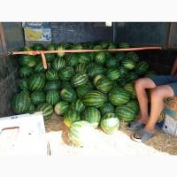 Продам арбуз руби, калибр 5- 10. Не горелый