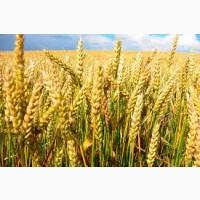 Закупаем Пшеницу 2кл+3кл+4кл. 1Ф.По всій Україні