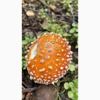 Червоний мхм закриті шляпки